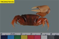 藏品(弧邊管招潮蟹)的圖片